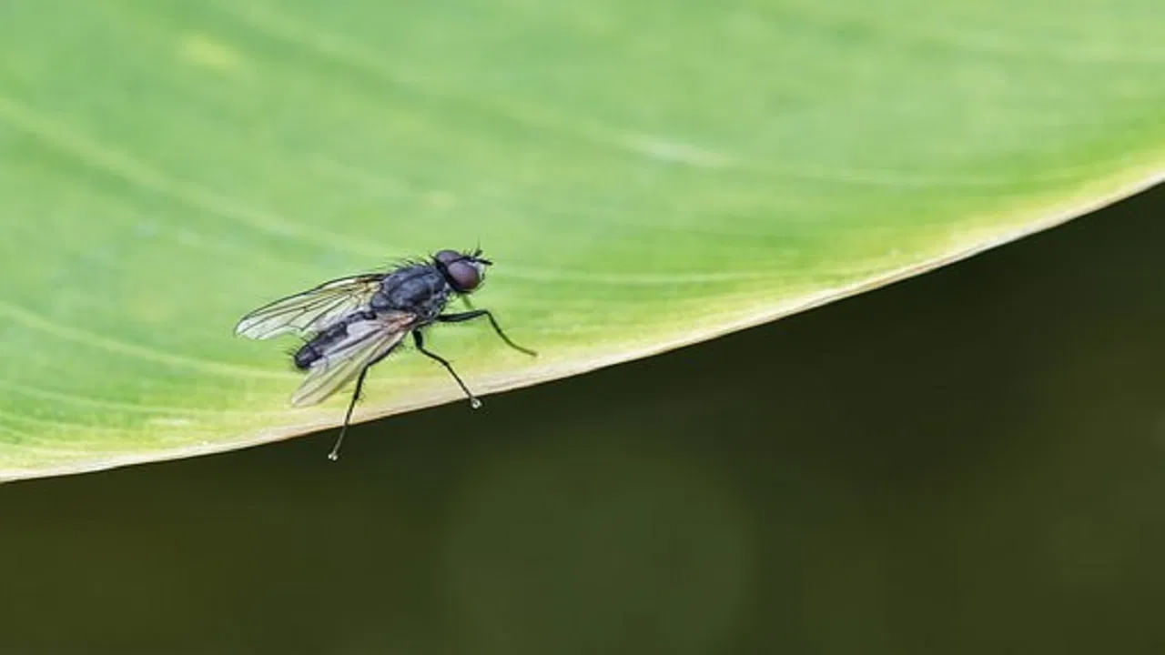 Housefly Compressed-మనం రోజూ చూసే జీవుల్లో ఈగలు ఒకటి.  అప్పుడప్పుడు వచ్చి తినడానికి కూర్చుంటుంది. కొన్నిసార్లు ఆ రోజంతా ఇంట్లో సందడి చేస్తూనే ఉంటుంది..  ముఖ్యంగా తీపి వస్తువులపై ఈగలు గుమిగూడుతుంటాయి. కానీ, ఈగల జీవిత కాలం 4 వారాలు మాత్రమే అని తెలిస్తే మీరు ఆశ్చర్యపోతారు. 
