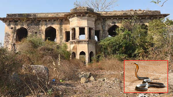 గుప్త నిధుల కోసం వెళ్లగా 11 అడుగుల నాగు పాము ప్రత్యక్షం.. 300 ఏళ్ల పురాతన భవనంలో ఊహించని దృశ్యం. హైదరాబాద్లోనే..