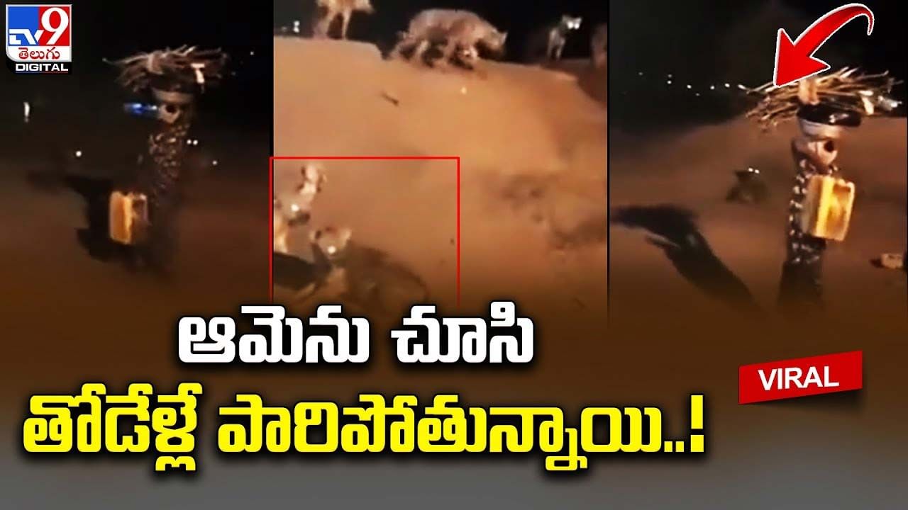 ఆమెను చూసి తోడేళ్లే పారిపోతున్నాయి.. ఆశ్చర్యపోతున్న నెటిజన్లు - Telugu