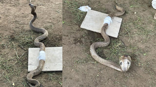 Hanuman Junction: పుంగనూరు పొట్టి దూడకు బారసాల వేడుక.. అది ఎంత ముద్దుగా ఉందో కదా..!