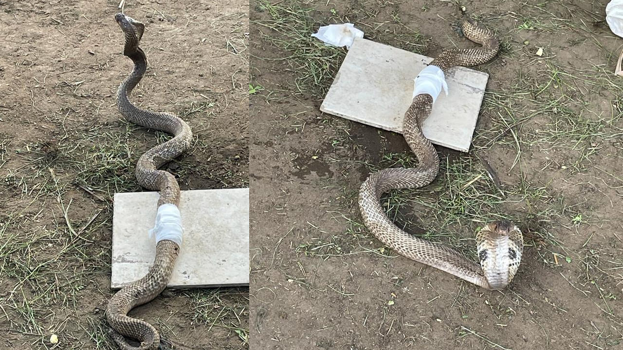 Konaseema: వరికోత మిషన్లో పడి విలవిల్లాడిన భారీ తాచుపాము.. స్థానికులు ఏం చేశారంటే..?