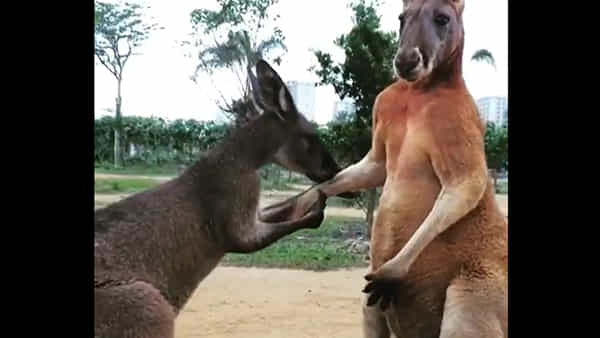 Viral Video: ఇంత ప్రేమ తట్టుకోవడం కష్టమే.. ప్రియుడిని బుజ్జగిస్తున్న ఆడ కంగారూ.. ఫిదా అవ్వాల్సిందే..
