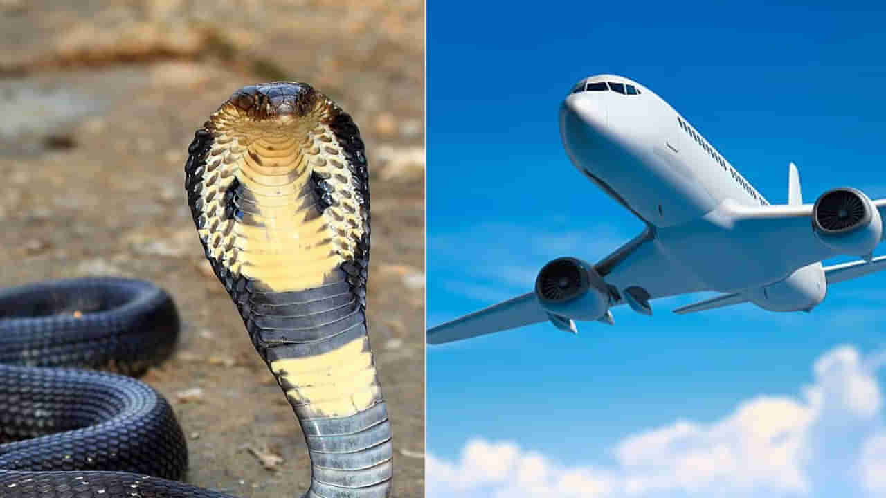 King Cobra: గాల్లో విమానం.. పైలట్ సీటు కింద సడెన్‌గా ప్రత్యక్షమైన కింగ్ కోబ్రా.. ఆ తర్వాత ఏం జరిగిందంటే?