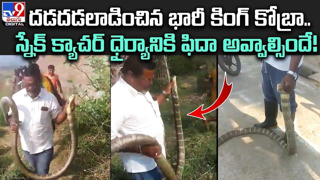 దడదడలాడించిన భారీ కింగ్ కోబ్రా.. స్నేక్ క్యాచర్ ధైర్యానికి ఫిదా అవ్వాల్సిందే !!