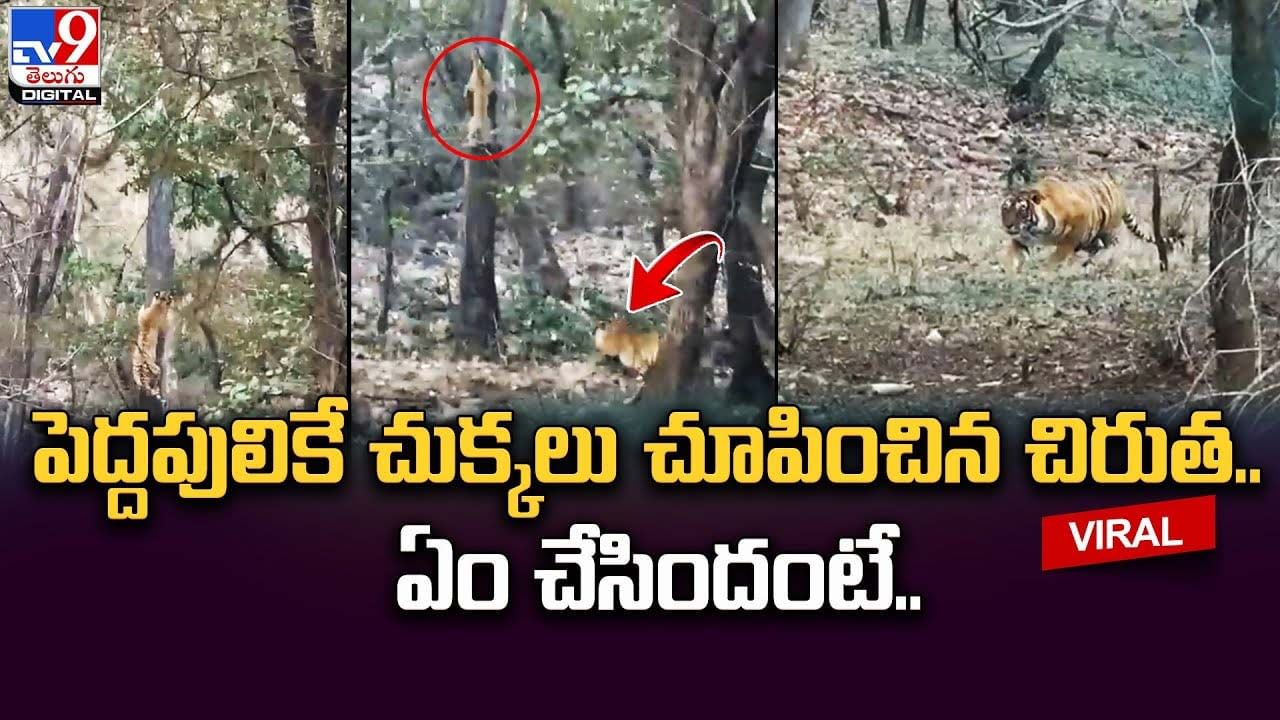 చిరుత వర్సెస్‌ టైగర్.. విన్నర్‌ ఎవరో తెలుసా ??