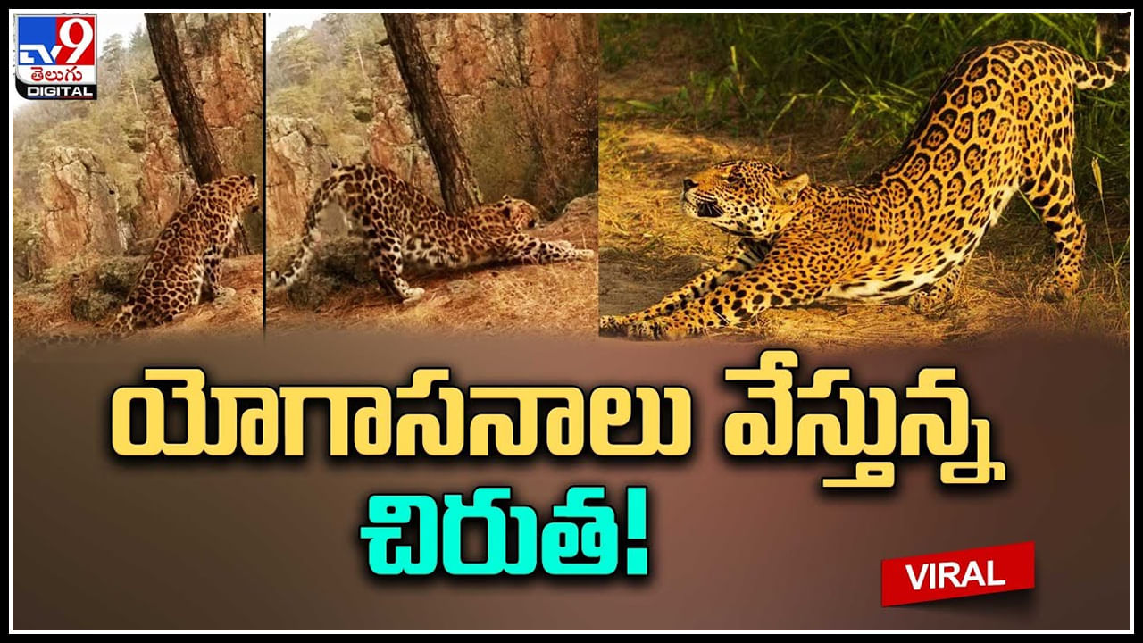Leopard: సూర్య నమస్కారం చేస్తున్న చిరుత.. షాకింగ్ వీడియో..!