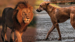 Viral: లక్ అంటే ఇదేనేమో.. సుడి తిరిగింది.. ఒక్క చేపతో కోట్లు వచ్చిపడ్డాయ్.!