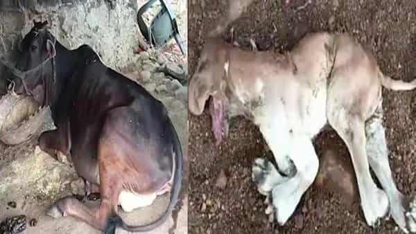 Lion-Like Calf: ఓ ఆవుకు వింత దూడ జననం.. సింహం రూపంలో దూడ.. క్యూ కట్టిన జనం..ఎక్కడో తెలుసా