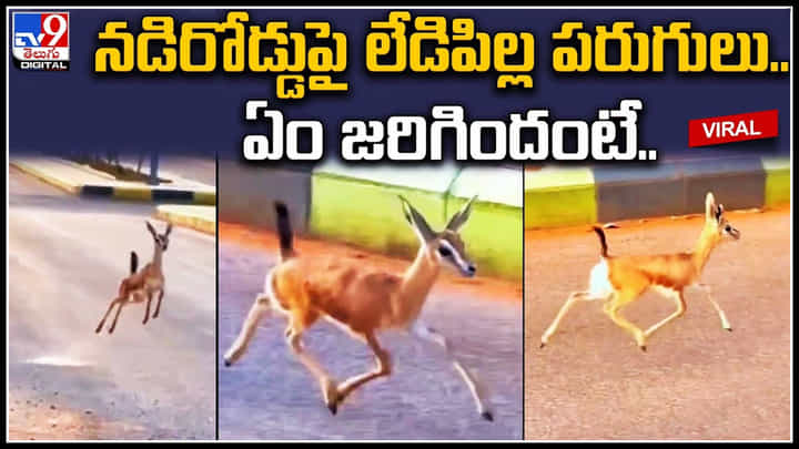 Deer Viral Video: నగర వీధుల్లో లేడిపిల్ల షికారు.. ముచ్చటపడిపోతున్న నెటిజన్లు. Deer Viral Video: నగర వీధుల్లో లేడిపిల్ల షికారు.. ముచ్చటపడిపోతున్న నెటిజన్లు.