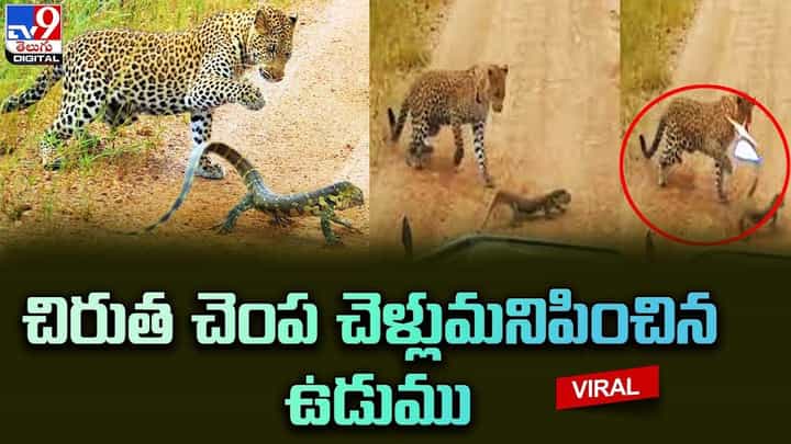 ఎటాక్ చేయబోయిన చిరుతకు.. సరైన సమాధానం చెప్పిన ఉడుము.. వైరల్ అవుతున్న షాకింగ్ వీడియో ఎటాక్ చేయబోయిన చిరుతకు.. సరైన సమాధానం చెప్పిన ఉడుము.. వైరల్ అవుతున్న షాకింగ్ వీడియో
