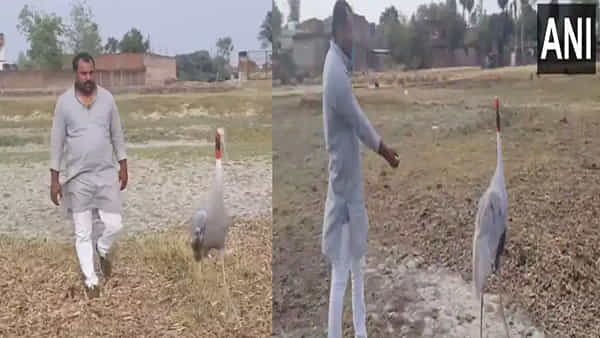 Man Bird Friendship: హృదయాన్ని కదిలించే స్నేహం.. ఆకలి తీర్చిన వ్యక్తితో కొంగ స్నేహం.. వీడియో వైరల్