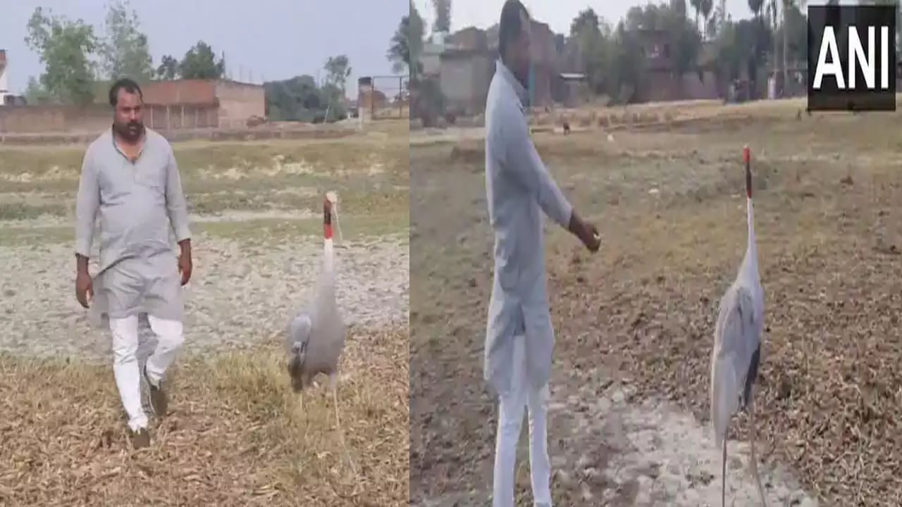 Man Bird Friendship: హృదయాన్ని కదిలించే స్నేహం.. ఆకలి తీర్చిన వ్యక్తితో కొంగ స్నేహం.. వీడియో వైరల్