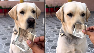 Watch Video: This is a big plan..!  Trying to earn money with a pet dog.. What netizens are saying..