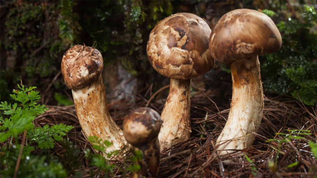 Matsutake Mushroom