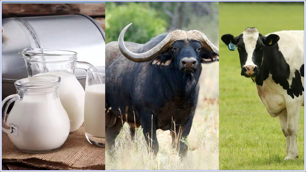 Cow Buffalo Milk ఆవు పాలుగేదె పాల మధ్య తేడా ఏమిటి..? ఇందులో ఏవి