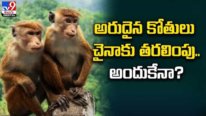 అరుదైన కోతులు చైనాకు తరలింపు.. అందుకేనా ?? అరుదైన కోతులు చైనాకు తరలింపు.. అందుకేనా ??