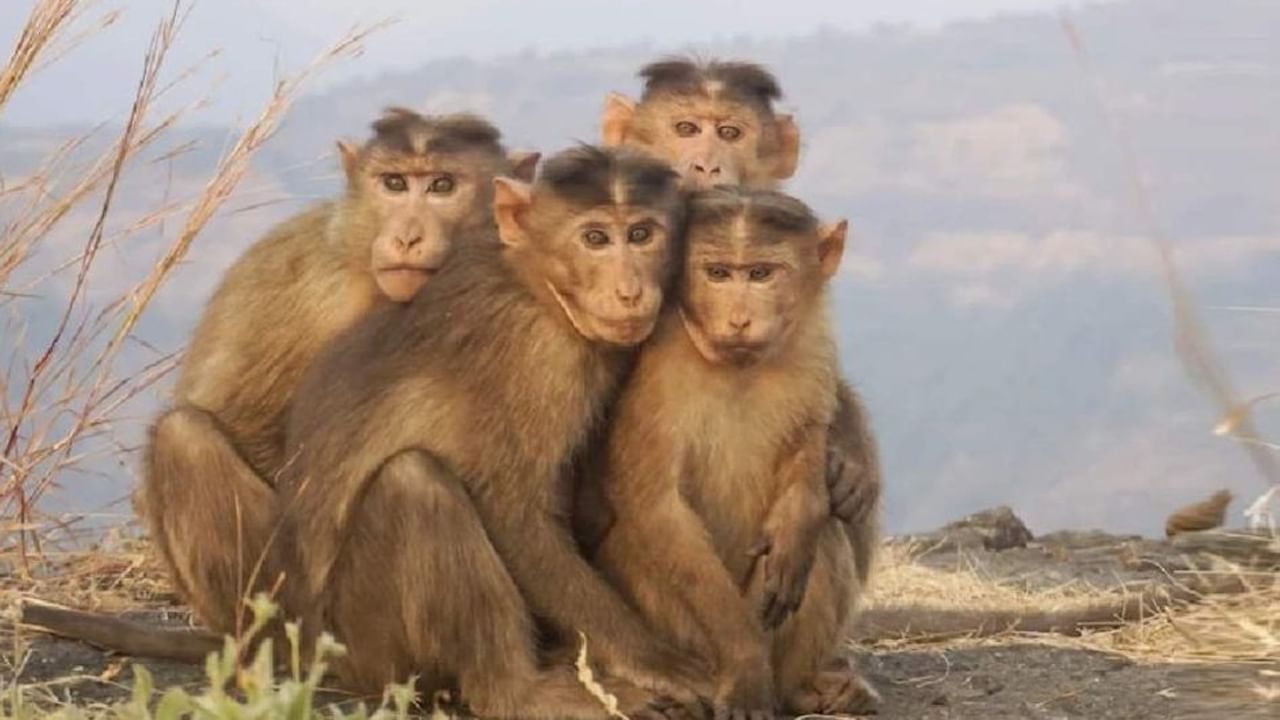 Monkey Business: శ్రీలంక అరుదైన కోతులను చైనాకు ఎగుమతి.. సరికొత్త ప్రయోగం చేస్తుందంటూ సర్వత్రా ఆందోళన