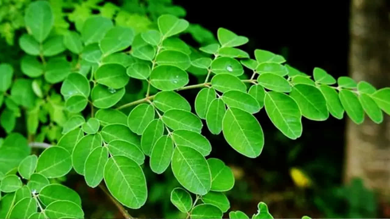 మునగాకులోని బీటాకెరొటిన్ పుష్కలంగా ఉంటుంది. మునగాకును ఆహారంలో భాగంగా తీసుకుంటే కళ్ల ఆరోగ్యాన్ని సురక్షితంగా ఉంచుతుంది.