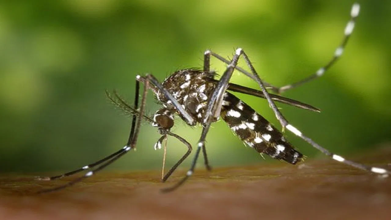 Mosquito1 Compressed- ఈగలు లాగా, రోజూ కనిపించే దోమలు కూడా మనిషిని ఇబ్బందిపెడుతుంటాయి. రాత్రి, నిద్రపోయే సమయం వచ్చినప్పుడు.. దోమలు చెవుల దగ్గర సందడి చేస్తూ ప్రజల నిద్రకు భంగం కలిగిస్తాయి. కానీ దోమలు భూమిపై అతి తక్కువ జీవితకాలం కలిగిన జీవులని మీకు తెలియదు. వాటి జీవిత కాలం 24 గంటలు మాత్రమే.  
