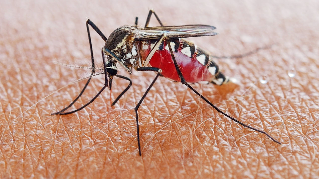 Mosquitoes Bite: మనుషులను ఎక్కువగా ఆడ దోమలే కుడుతాయట.. ఎందుకో తెలిస్తే ఆశ్చర్యపోతారు..!