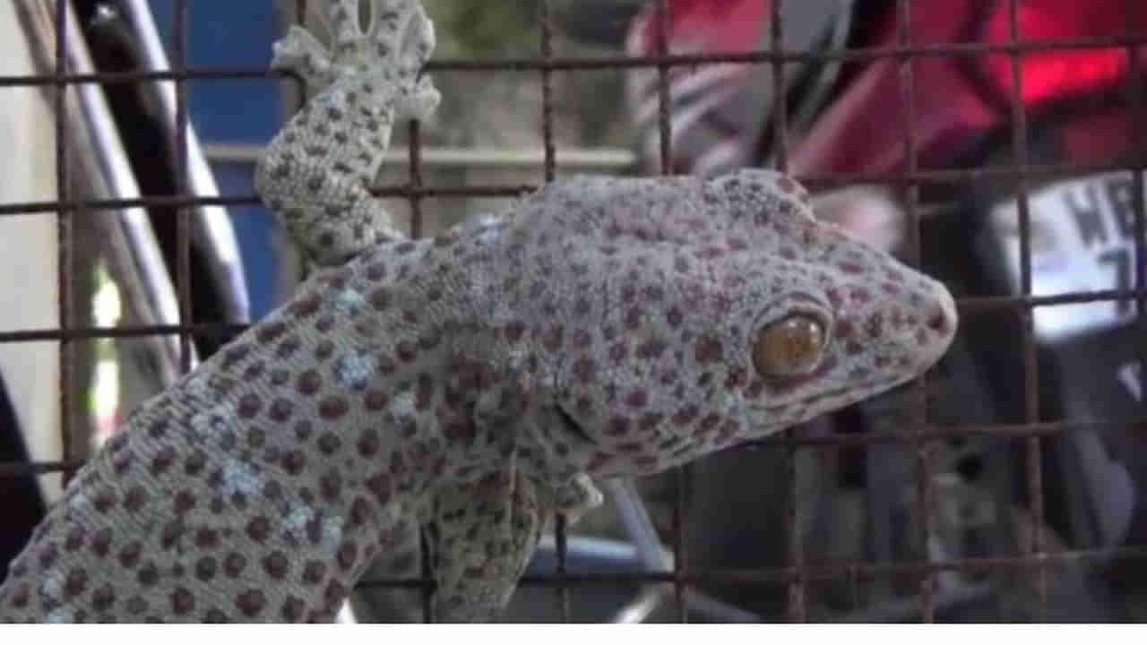 Rare Lizard: అరిష్టం కాదు.. అదృష్టం.. ప్రపంచంలో అత్యంత అరుదైన ఈ బల్లి ధర రూ.కోటిన్నర..!