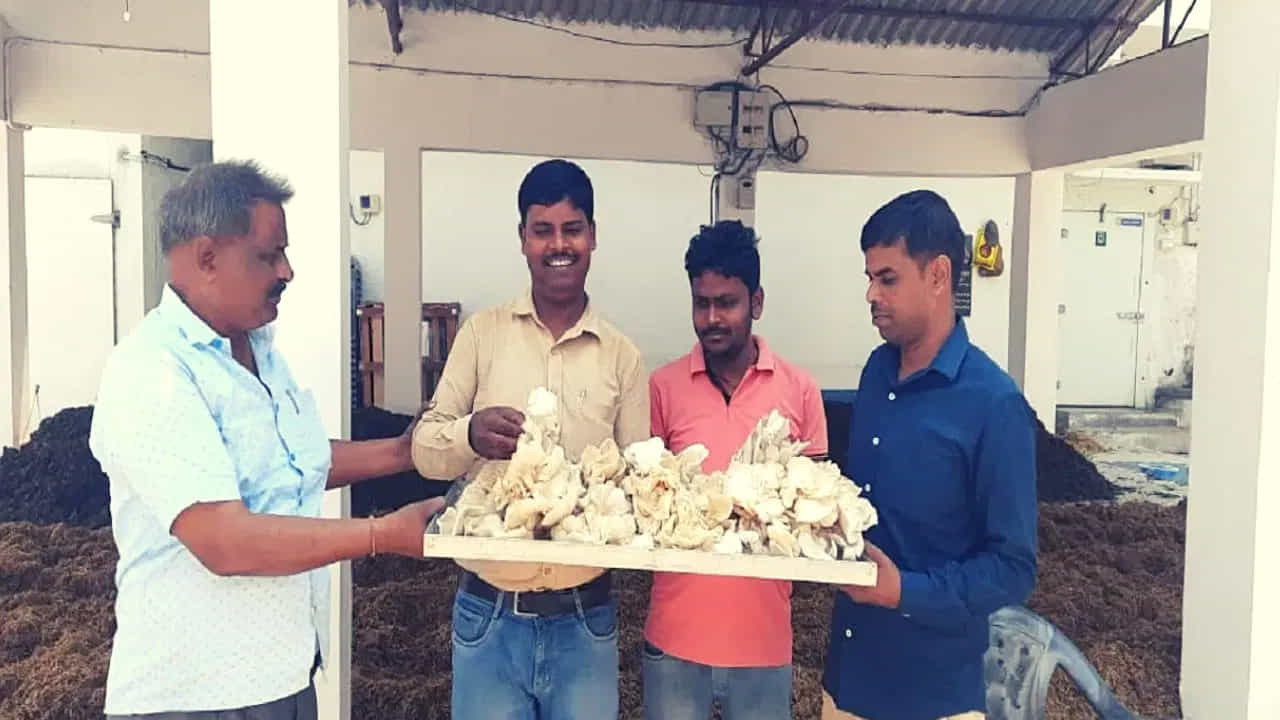 బీహార్లోని మేకల రైతులు కూడా మిల్కీ లేదా ఓస్టెర్ పుట్టగొడుగులను ఇంటి లోపల పెంచుతున్నారు. ఎందుకంటే దీనికి విద్యుత్ మాత్రమే అవసరం. ఈ పుట్టగొడుగులను మార్చి నుండి సెప్టెంబర్ వరకు పెంచుతారు.