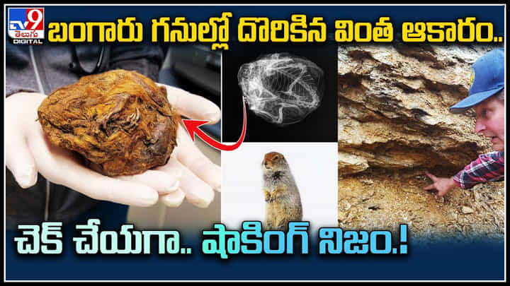 Mysterious Fur Ball: బంగారు గనుల్లో దొరికిన వింత ఆకారం.. చెక్ చేయగా..షాకింగ్ నిజం.! Mysterious Fur Ball: బంగారు గనుల్లో దొరికిన వింత ఆకారం.. చెక్ చేయగా..షాకింగ్ నిజం.!
