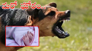 IAS Officer Dog: తప్పిపోయిన ఐఏఎస్ ఆఫీసర్ పెంపుడు కుక్క.. 3 రోజులుగా వెదుకుతున్న పోలీసులు.. పట్టిస్తే భారీ నజరానా..