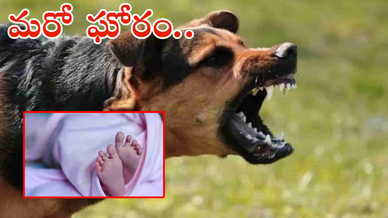 Dog bite: ప్రసూతి వార్డులో దారుణం.. అప్పుడే పుట్టిన శిశువును నోట కరచుకెళ్లిన వీధి కుక్క