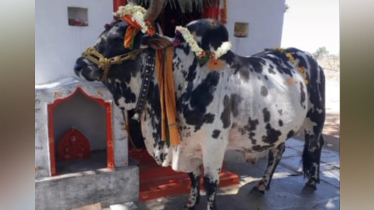 Telanagana: 14 ఏళ్ల మమకారం.. గుండెల్ని పిండేసే బాధ.. మూగజీవికి అంత్యక్రియలు నిర్వహించిన రైతు కుటుంబం..