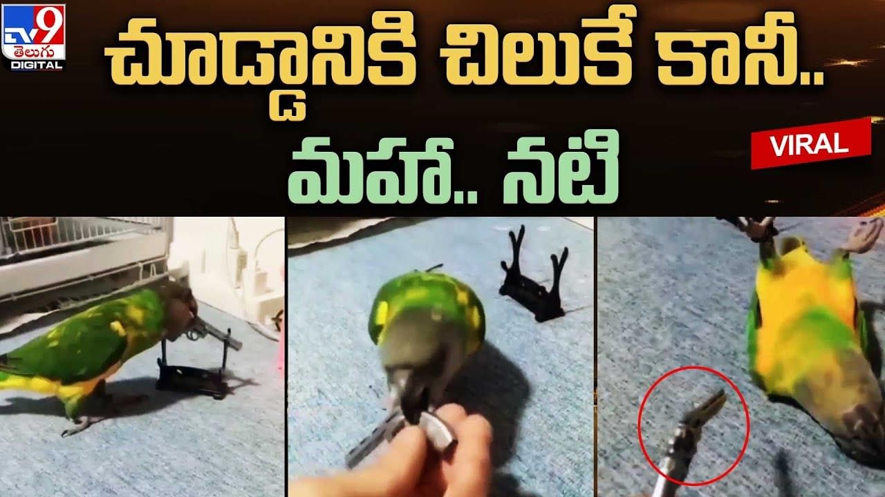 చిలుక ఆస్కార్‌ పెర్‌ఫార్మెన్స్‌..   వీడియో చూసి తీరాల్సిందే