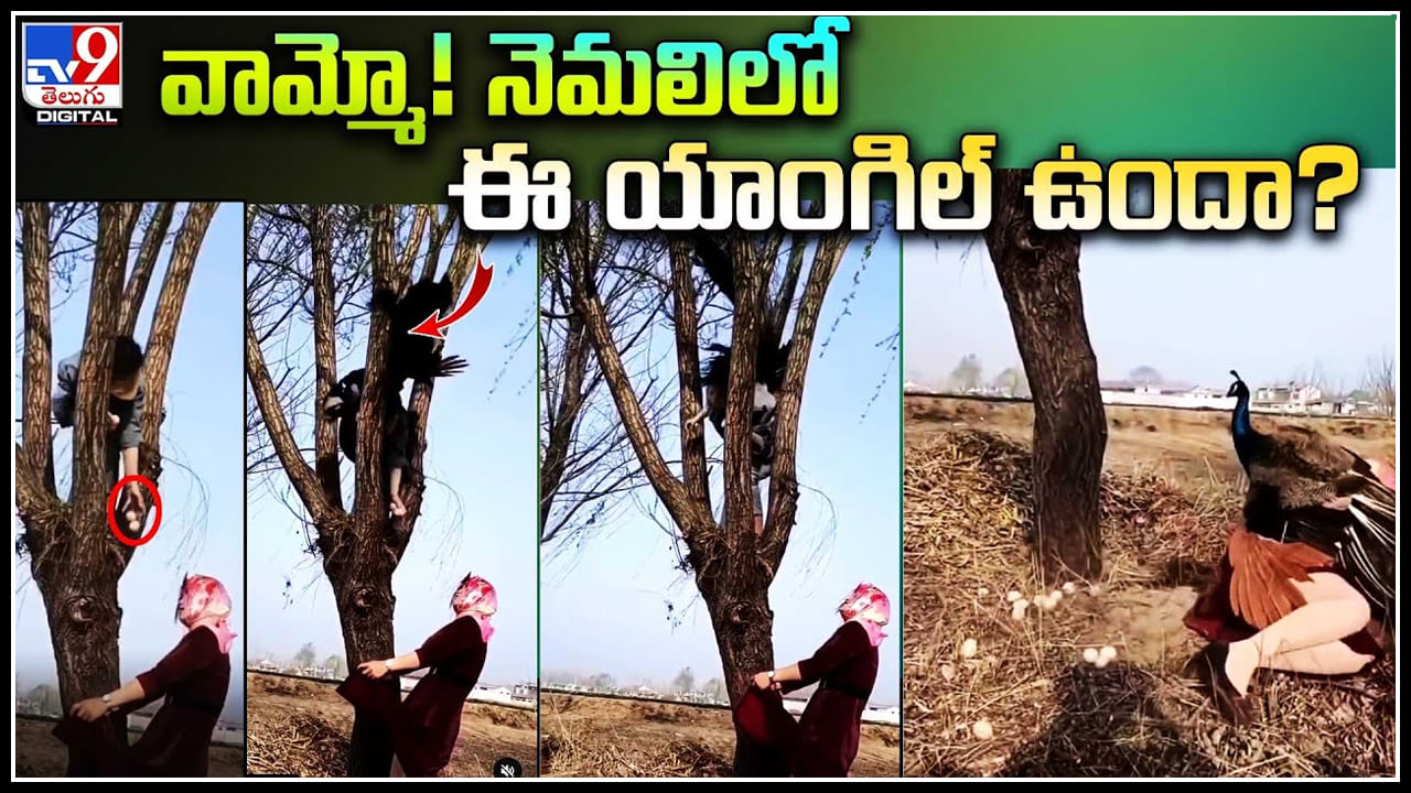 Viral Video: వామ్మో! నెమలిలో ఈ యాంగిల్ కూడా ఉందా.? గుడ్ల చోరీ చేస్తోంటే సడన్‌గా ఎంట్రీ ఇచ్చి..