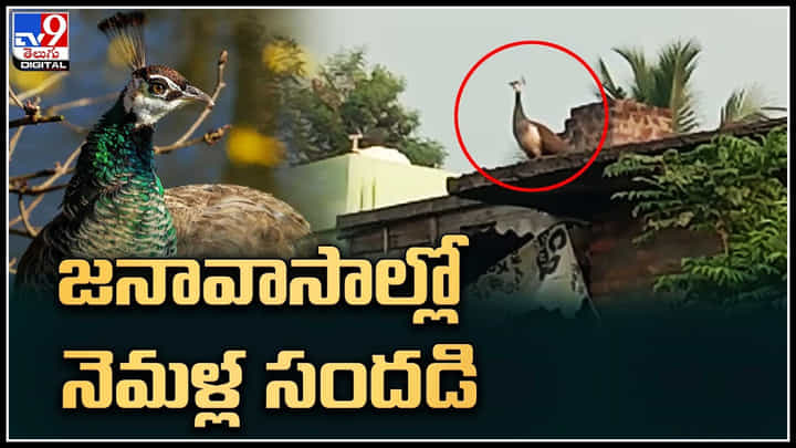 Peacocks: జనావాసాల్లో నెమళ్ల సందడి.. ఆహరం కోసం ఇళ్లపైకెక్కి సందడిచేసిన నెమళ్లు.. Peacocks: జనావాసాల్లో నెమళ్ల సందడి.. ఆహరం కోసం ఇళ్లపైకెక్కి సందడిచేసిన నెమళ్లు..