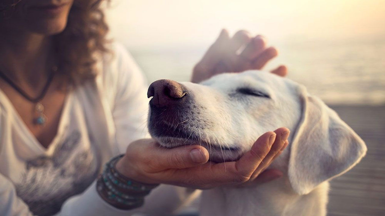 Pets అపార్ట్‌మెంట్స్‌లో కుక్కల గొడవ పెట్ ఓనర్స్‌కు ఉన్న హక్కులేంటి