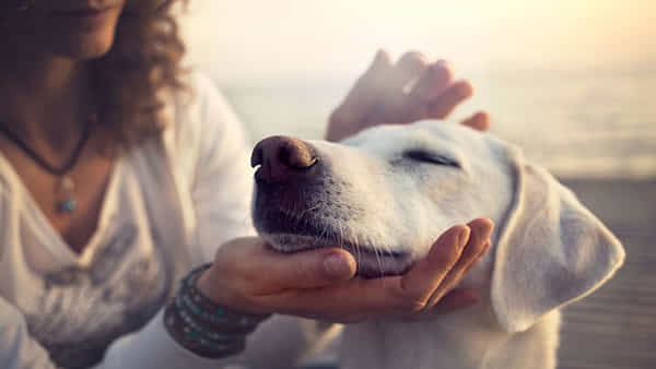 Pets: అపార్ట్మెంట్స్లో కుక్కల గొడవ- పెట్ ఓనర్స్కు ఉన్న హక్కులేంటి..? అసోసియేషన్లకు ఉన్న బాధ్యతలేంటి..?