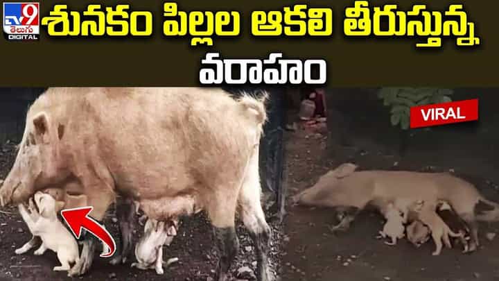 శునకం పిల్లల ఆకలి తీరుస్తున్న వరహం.. వింతగా చూస్తున్న జనం శునకం పిల్లల ఆకలి తీరుస్తున్న వరహం.. వింతగా చూస్తున్న జనం