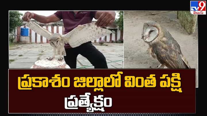 Rare Bird: ప్రకాశం జిల్లాలో వింత పక్షి ప్రత్యక్షం.. వీడియో చూడండి Rare Bird: ప్రకాశం జిల్లాలో వింత పక్షి ప్రత్యక్షం.. వీడియో చూడండి