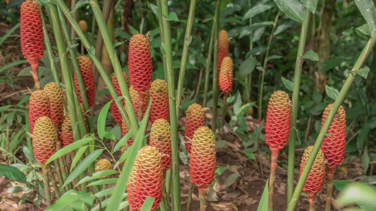 Shampoo Ginger Lily : ఈ చెట్టు మీ ఇంట్లో ఉంటే.. షాంపూ కొనక్కర్లేదు