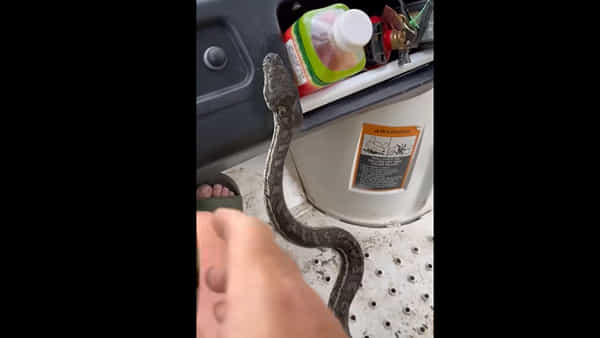 Viral Video: కారులో దూరిన భారీ కొండచిలువ.. ఆ వ్యక్తి చేసిన పని చూస్తే షాక్ అవుతారు..!