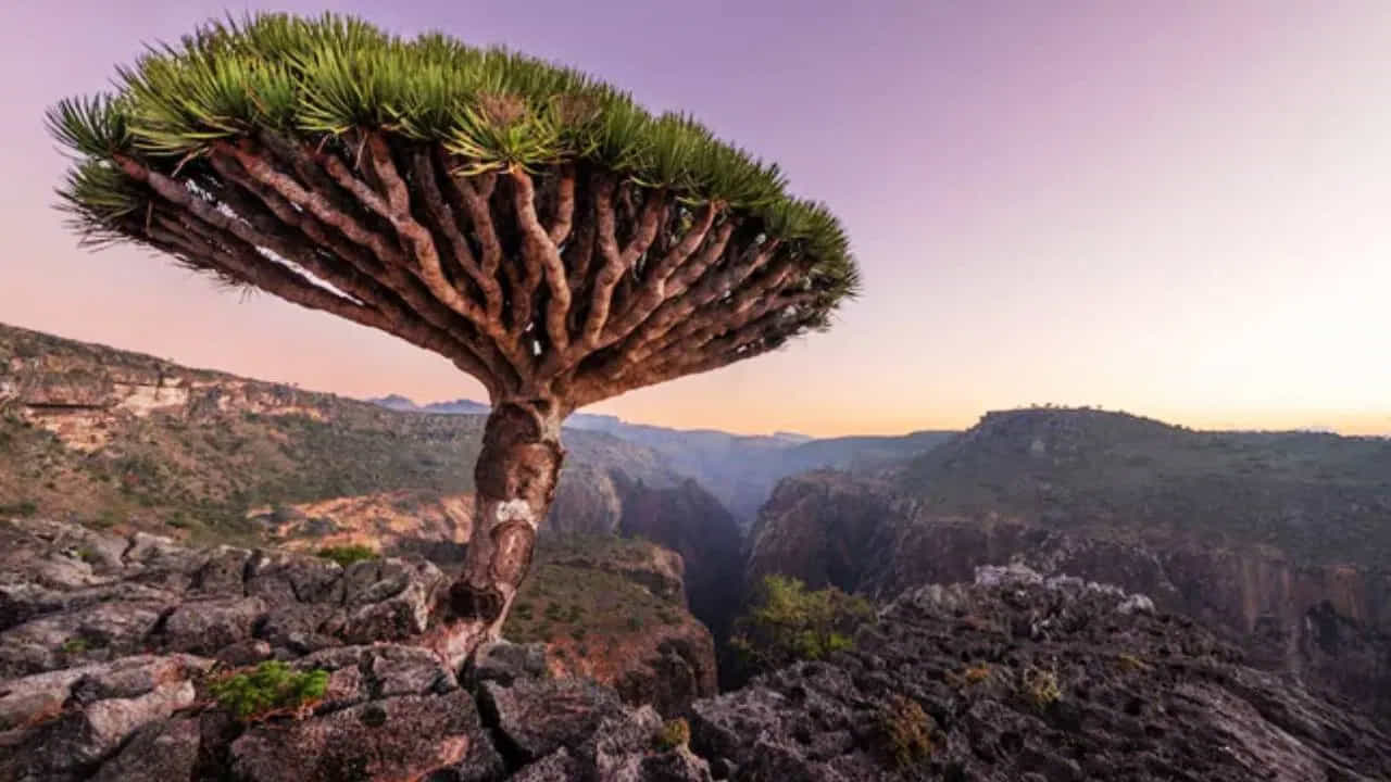 Socotra Yemen- హిందూ మహాసముద్రంలోని ఈ మారుమూల ద్వీపం డ్రాగన్ రక్త చెట్టు, సోకోత్రా ఎడారి గులాబీతో సహా ప్రత్యేకమైన వృక్షజాలం, జంతుజాలానికి నిలయం.