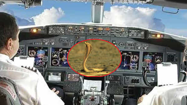 South African Pilot: పైలట్ సీటు కింద నాగుపాము.. విమానం ఎమర్జెన్సీ ల్యాండింగ్.. తప్పిన పెను ప్రమాదం