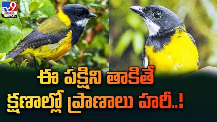పిట్ట బావుందని ముట్టుకున్నారో అంతే సంగతులు.. క్షణాల్లో మృతి పిట్ట బావుందని ముట్టుకున్నారో అంతే సంగతులు.. క్షణాల్లో మృతి