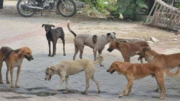 Dog Bite: రేగిడిలో కుక్కల స్వైర విహారం.. ఐదేళ్ల బాలుడిపై దాడి.. చిన్నారికి గాయాలు