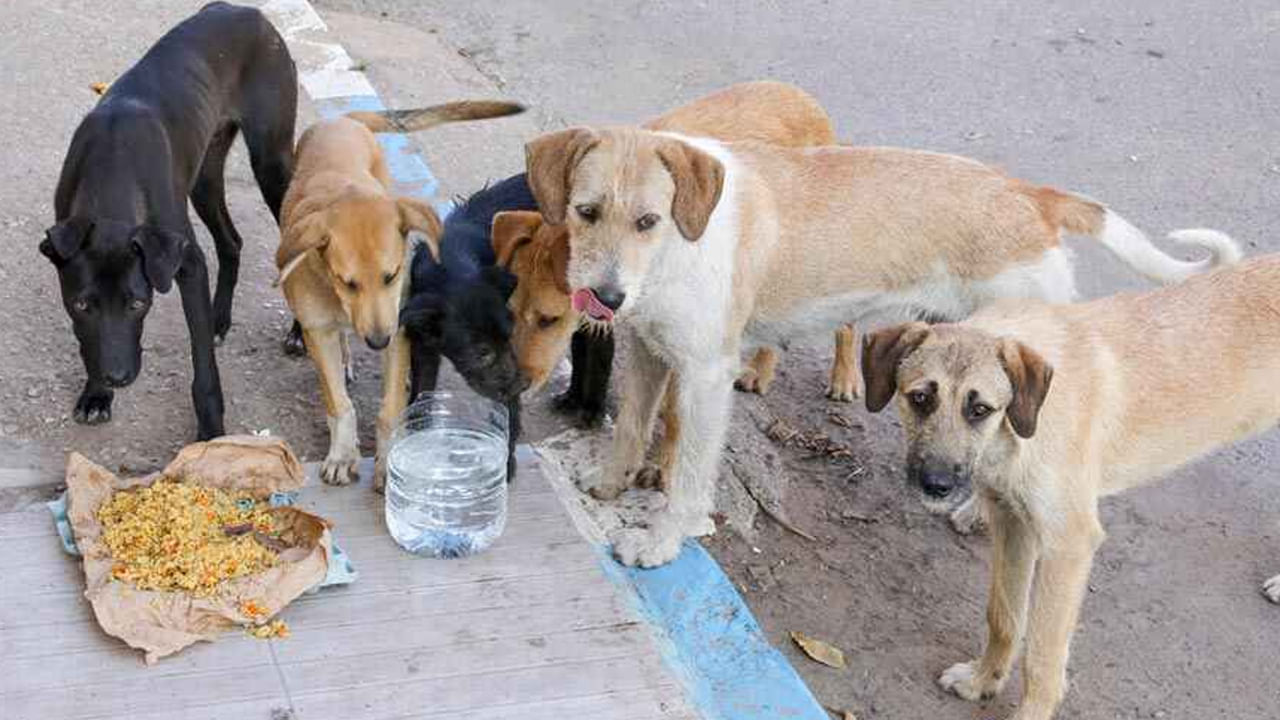 Hyderabad: వీధి కుక్కల నియంత్రణకు జిహెచ్ఎంసి చర్యలు.. యానిమల్‌ వెల్ఫేర్‌ బోర్డు మార్గదర్శకాలు అమలు