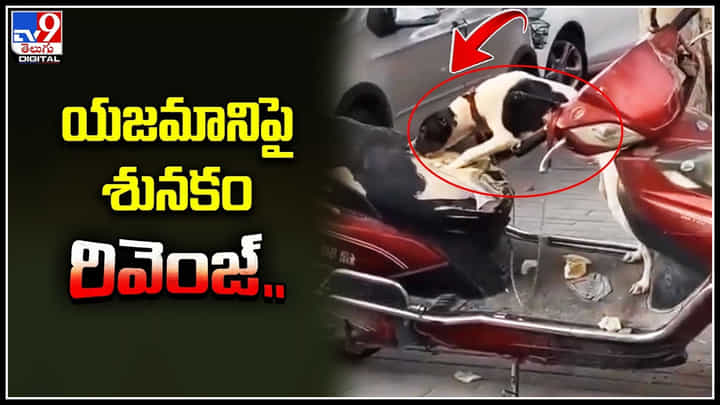 Dog on Owner: యజమానిపై శునకం రివెంజ్.. శునకాన్ని స్కూటీకి కట్టేసిన యజమాని.. ఆతర్వాత..? Dog on Owner: యజమానిపై శునకం రివెంజ్.. శునకాన్ని స్కూటీకి కట్టేసిన యజమాని.. ఆతర్వాత..?