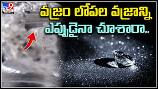 Viral video: మృగరాజును హడలెత్తించిన కుక్క.. దాని ధైర్యానికి హ్యాట్సాఫ్ చెప్పాల్సిందే..
