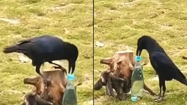 Thirsty Crow కథ నిజమైంది..! బాటిల్లో రాళ్లు వేసి నీళ్లు తాగిన కాకి.. వీడియో వైరల్..