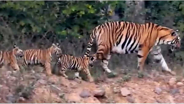 Viral Video: తల్లి అడుగుజాడల్లో.. బుడిబుడి అడుగులవేస్తోన్న పులిపిల్లలు..