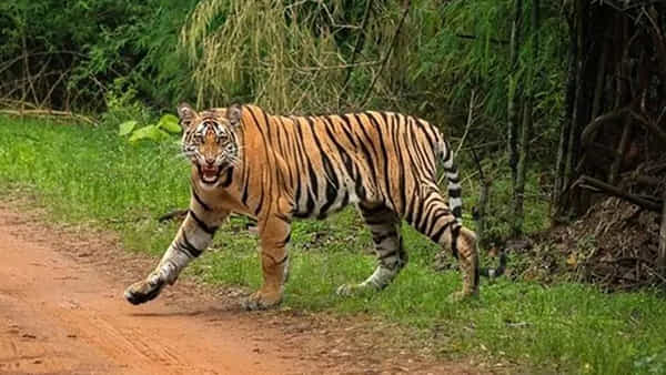 Tiger: పులి సంచారంతో ప్రజలు గజగజ.. మూడు రోజుల్లో ఇద్దరు బలి.. 25 గ్రామాల్లో కర్ఫ్యూ..
