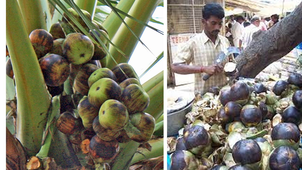 కాబట్టి ఈ పండుని ఎక్కువగా తినడం వల్ల క్యాన్సర్ల నుంచి కూడా దూరంగా ఉండొచ్చు. శరీరంలో గ్లూకోజ్ స్థాయిని పెంచి.. శరీరానికి కావాల్సిన మినరల్స్, న్యూట్రియంట్ల శాతాన్ని బ్యాలన్స్ చేయడంలో కూడా ముంజలు కీలక పాత్ర పోషిస్తాయి.